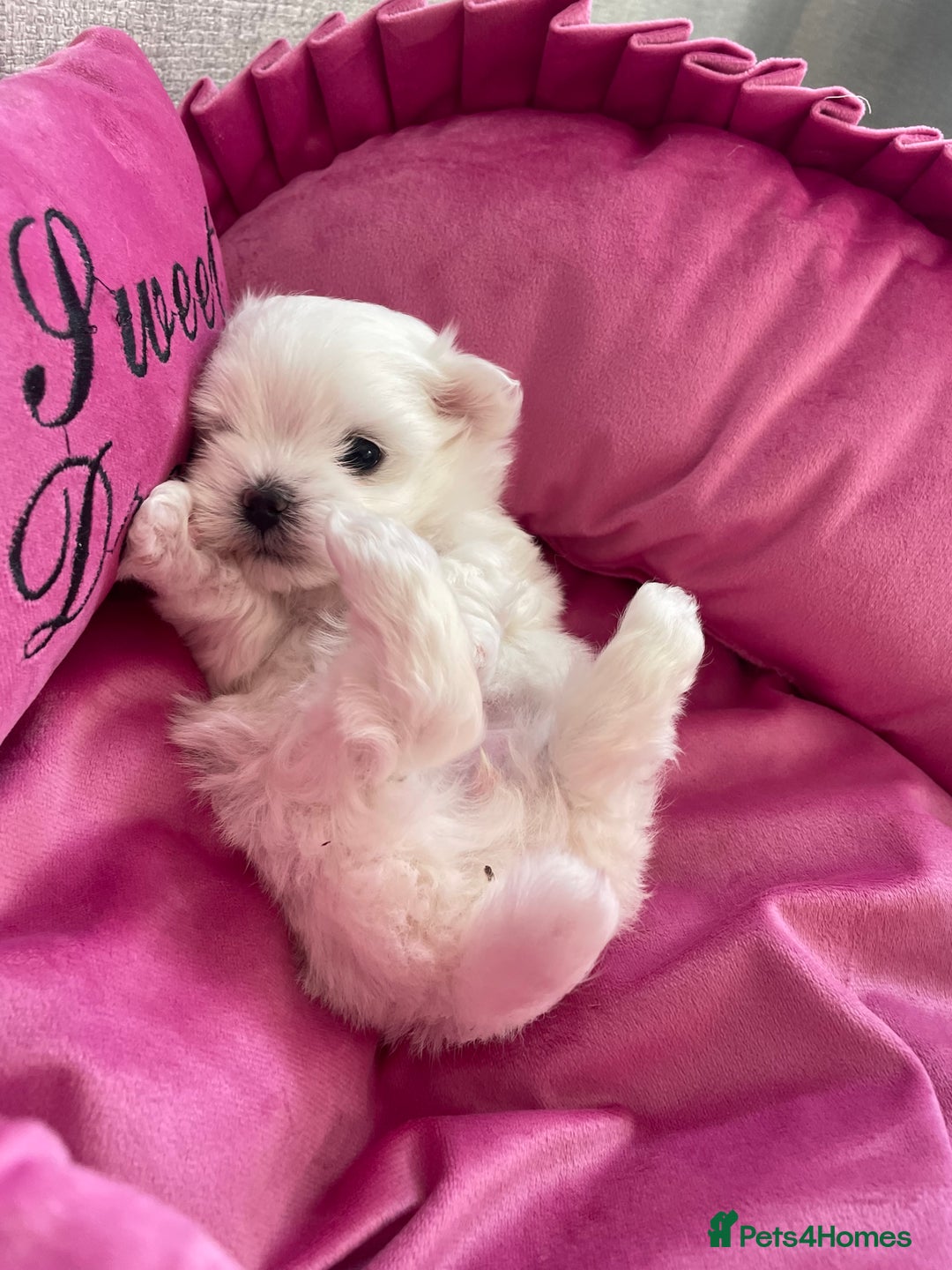 Maltese dogs for sale: Tiny Maltese Girl – Kennel Club Reg. - Image 11