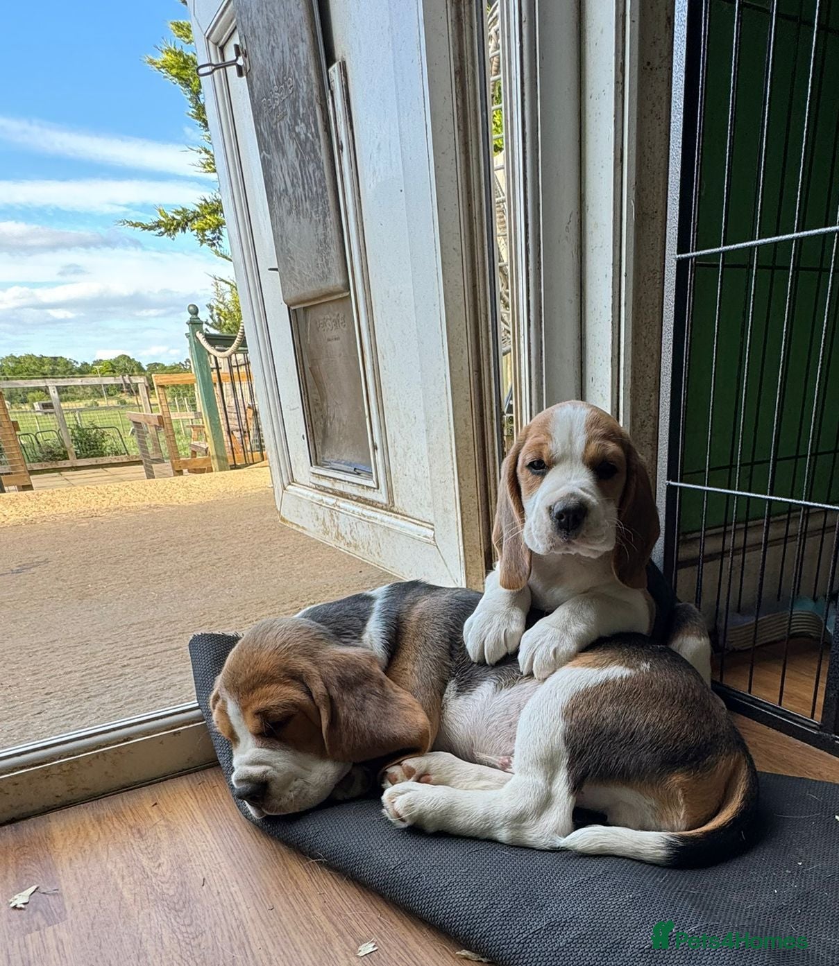 Beagle dogs Beagle puppies ready now - Advert 1