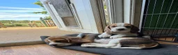 Beagle dogs for sale: Beagle puppies ready now - Advert 1