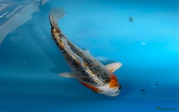 Koi Carp fish for sale: Koi carp - Image 5