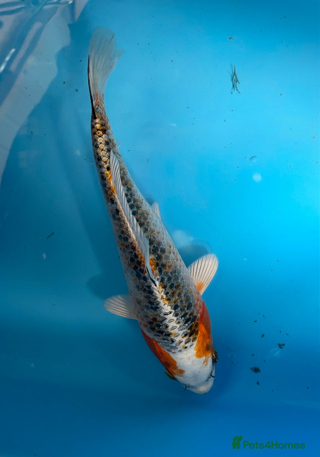 Koi Carp fish for sale: Koi carp - Image 5