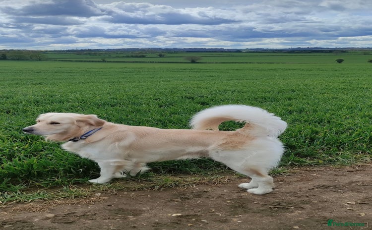 Golden Retriever dogs - Advert 5