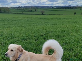 Golden Retriever dogs - Advert 3