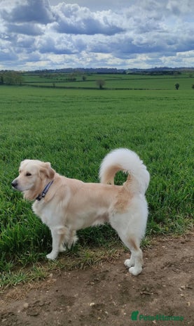 Golden Retriever dogs - Advert 1