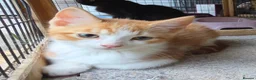 Persian cats for sale: Lovely half persian kitten - Advert 5