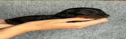 Dachshund dogs for sale: Beautiful litter of standard Dachshund  - Advert 31