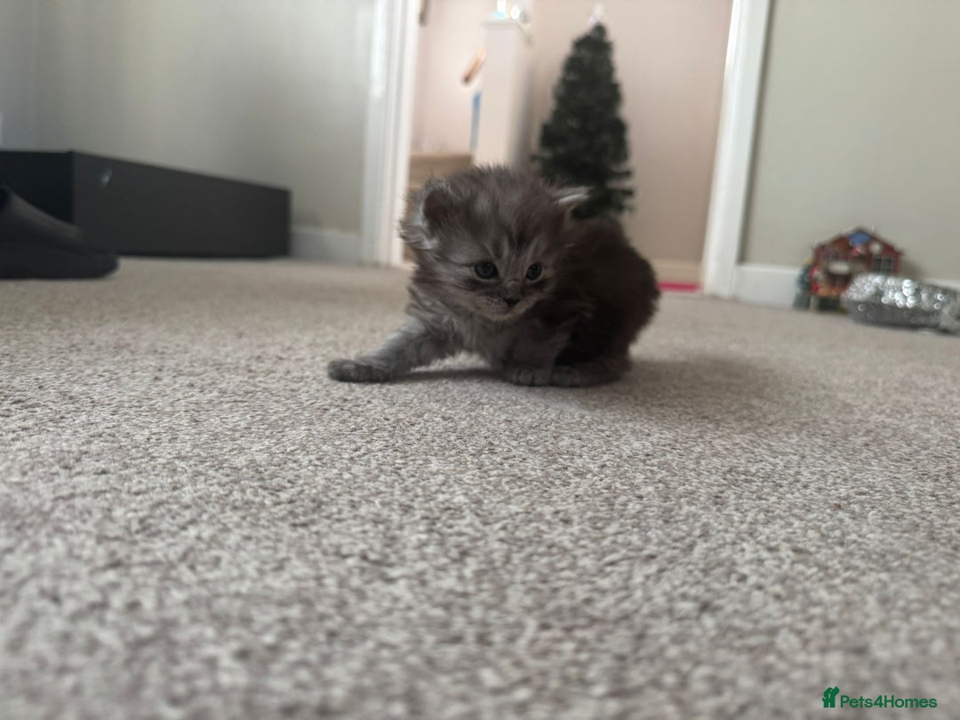 Ragcoon cats for sale: BEAUTIFUL RAGCOONS - Advert 23