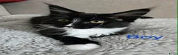 Maine Coon cats for sale: 1 Maine Coon Kitten Needing Home. - Advert 7