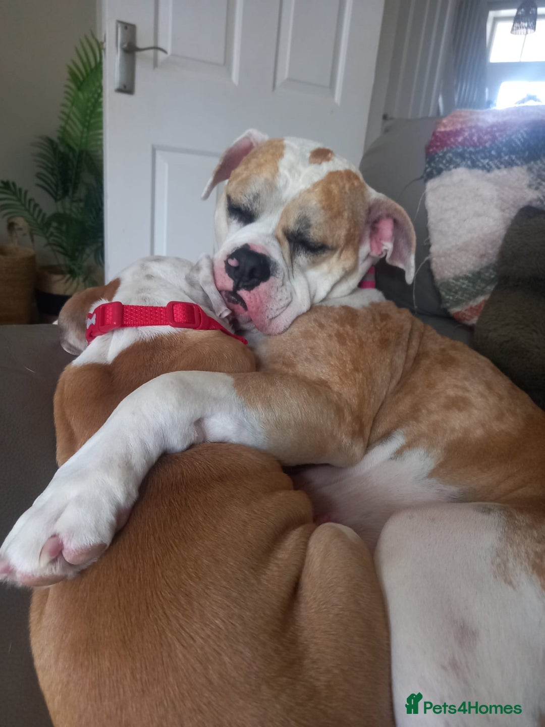 Alapaha Blue Blood Bulldog dogs for sale: Beautiful Alapaha blue bulldogs  - Image 2