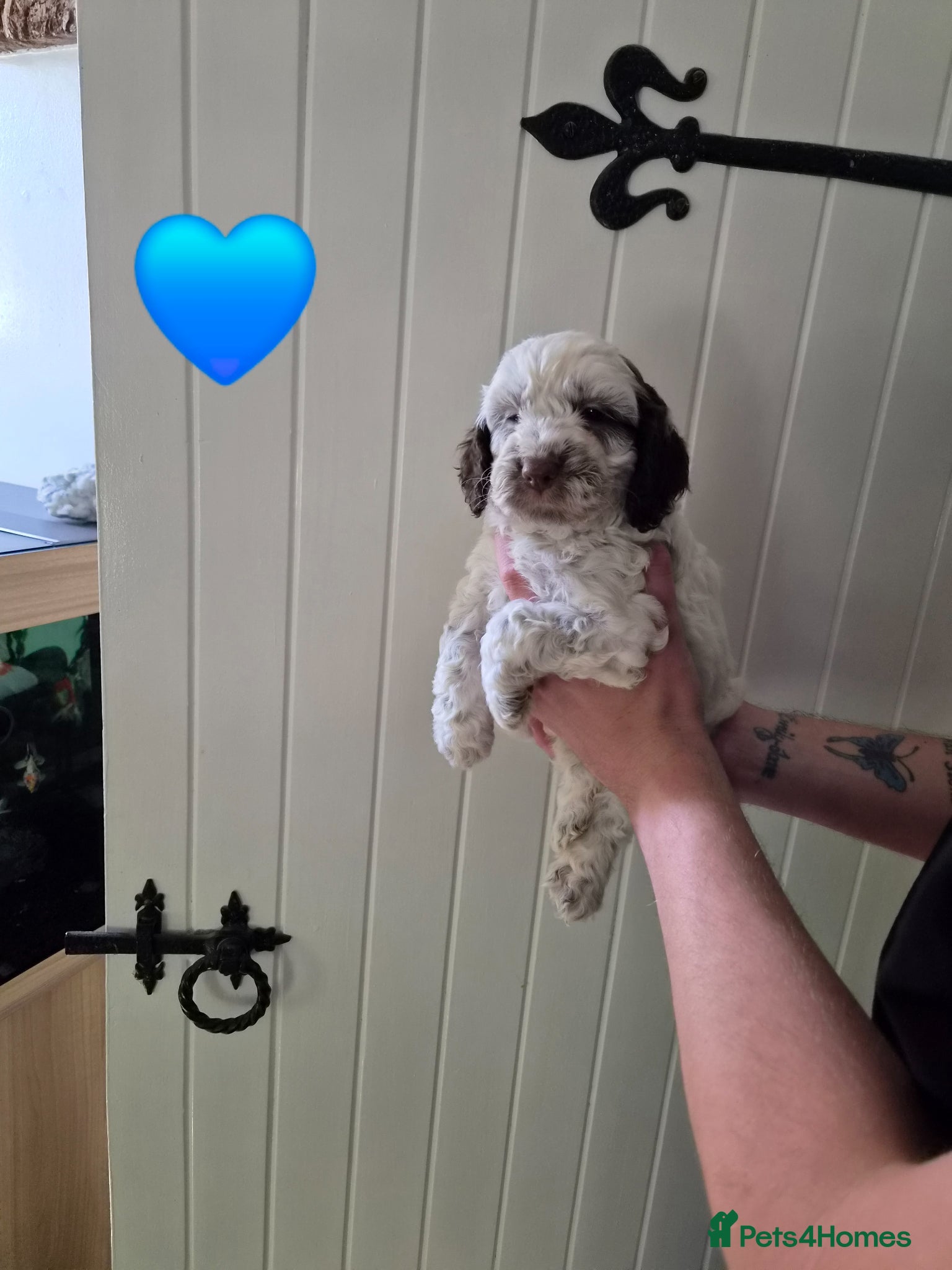 Cockapoo dogs READY NEXT WEEK Lovely F1 Cockapoo Puppies! - Advert 2