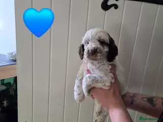 Cockapoo dogs READY NEXT WEEK Lovely F1 Cockapoo Puppies! - Advert 2