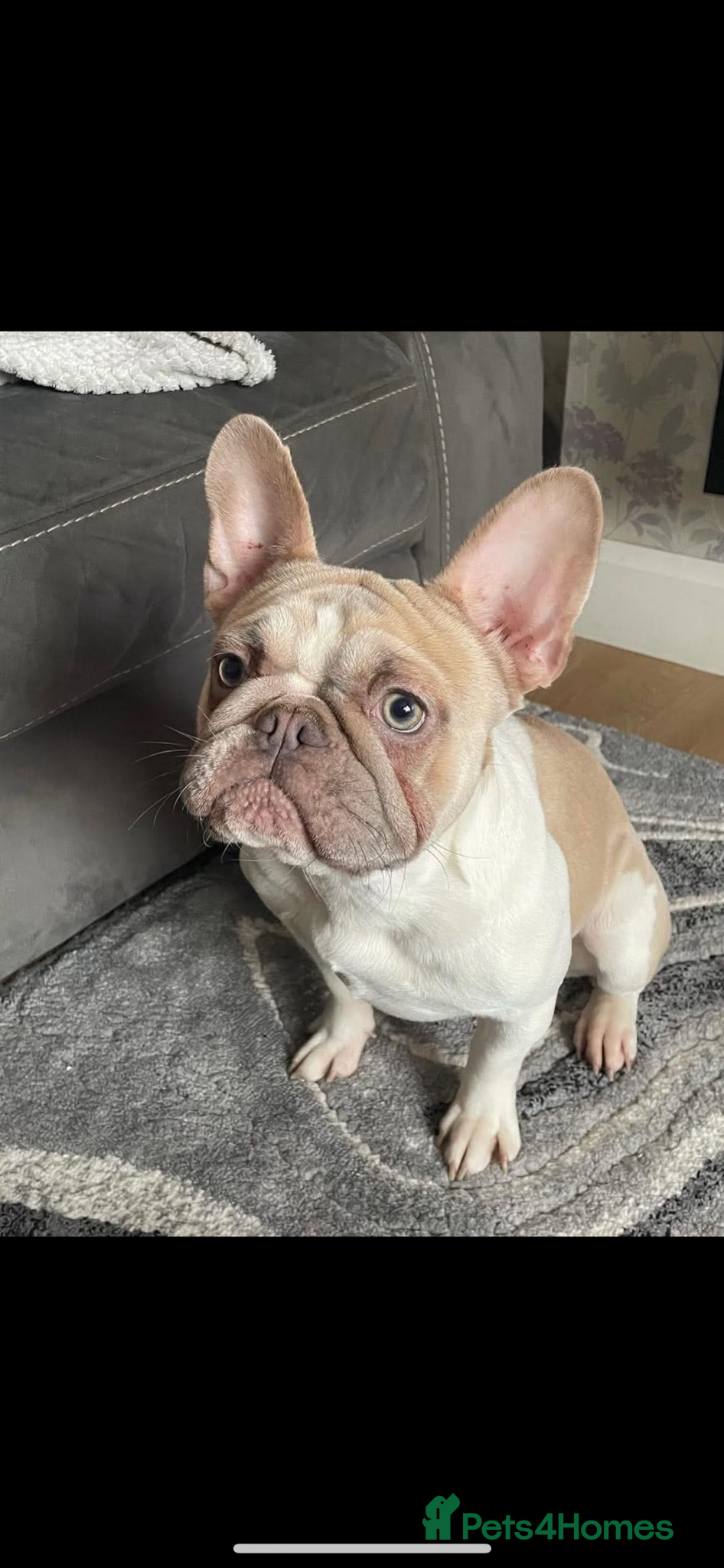 French Bulldog dogs 2 year old female French bulldog - Advert 1