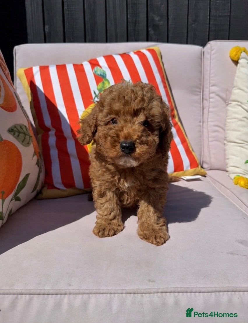 Maltipoo dogs LAST BOY REMAINING - Stunning Maltipoo Puppies  - Advert 2