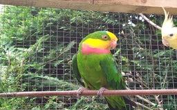 Parrots birds for sale: Two Hand tamed Baraband parrot DNA sexed  - Image 7