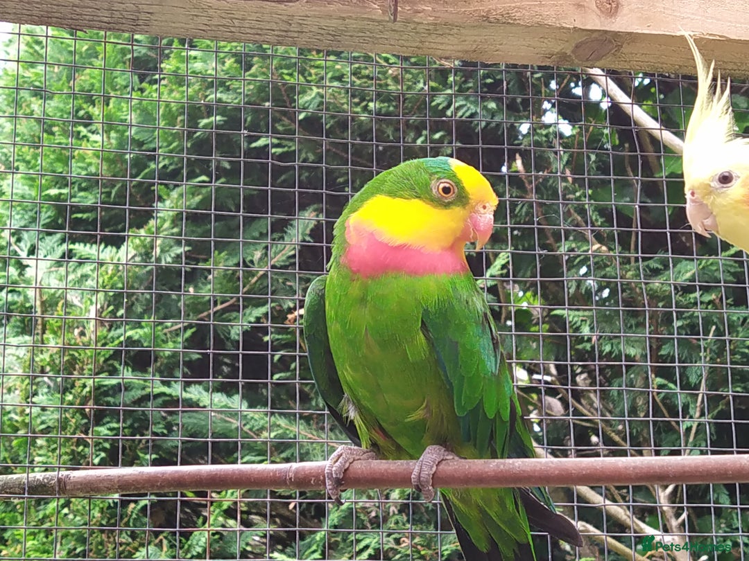 Parrots birds for sale: Two Hand tamed Baraband parrot DNA sexed  - Image 7