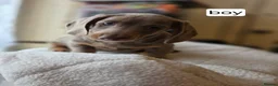 Miniature Dachshund dogs for sale: Niniature  dachshund in Birmingham - Advert 9