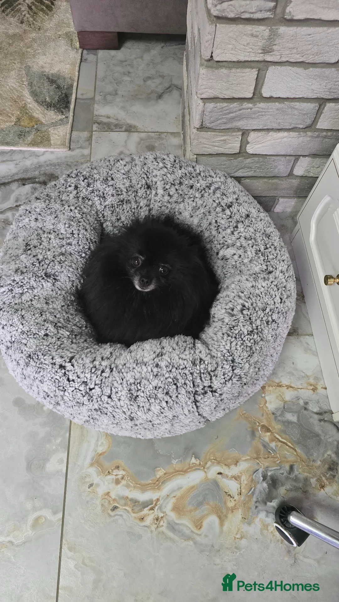 Pomeranian dogs for sale: Stunning KC Teddy Bear Pomeranian Puppies 5w Old  - Advert 1