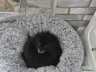 Pomeranian dogs Stunning KC Teddy Bear Pomeranian Puppies 5w Old - Advert 1