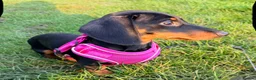 Dachshund dogs for sale: 6 month old miniature dachshund  - Advert 1
