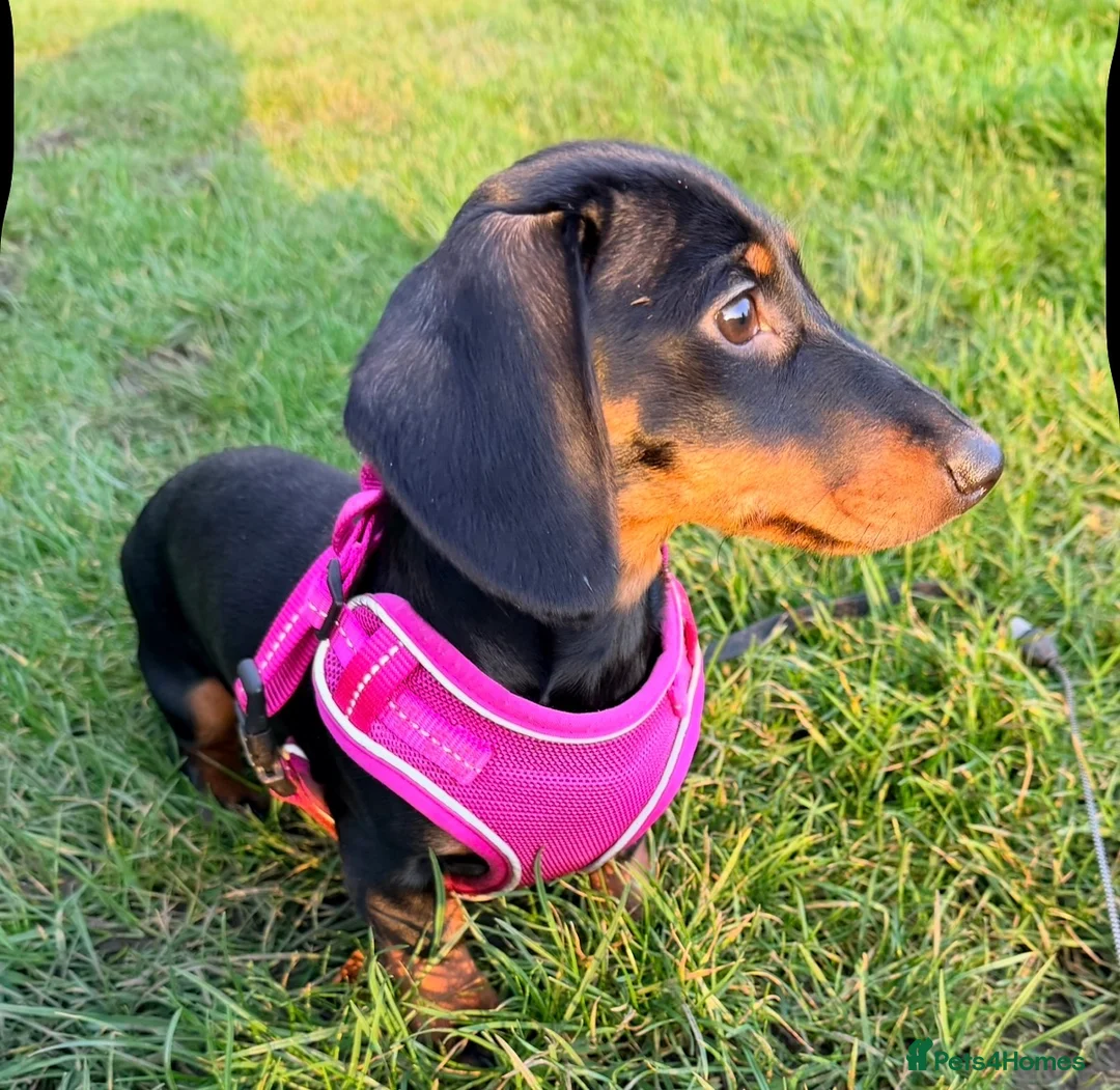 Dachshund dogs for sale: 6 month old miniature dachshund  - Advert 1
