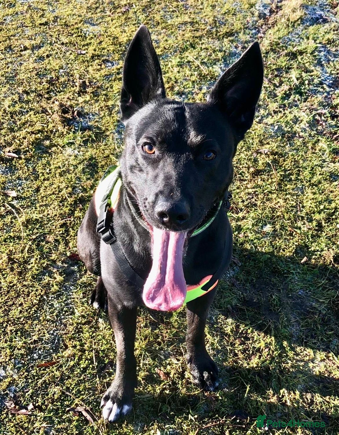 Mixed Breed dogs for sale: ***FERN RESCUE***TYSON 6 YO CROSSBREED - Image 5