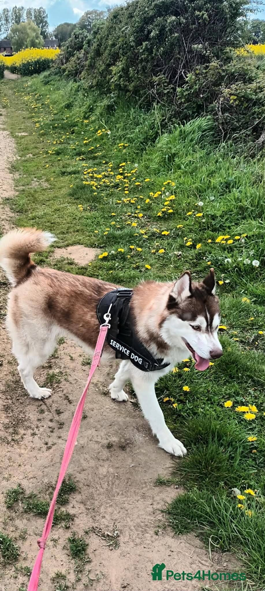 Siberian Husky dogs Pedigree Siberian Husky Male - Advert 10