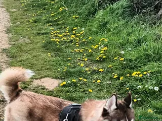 Siberian Husky dogs Pedigree Siberian Husky Male - Advert 4