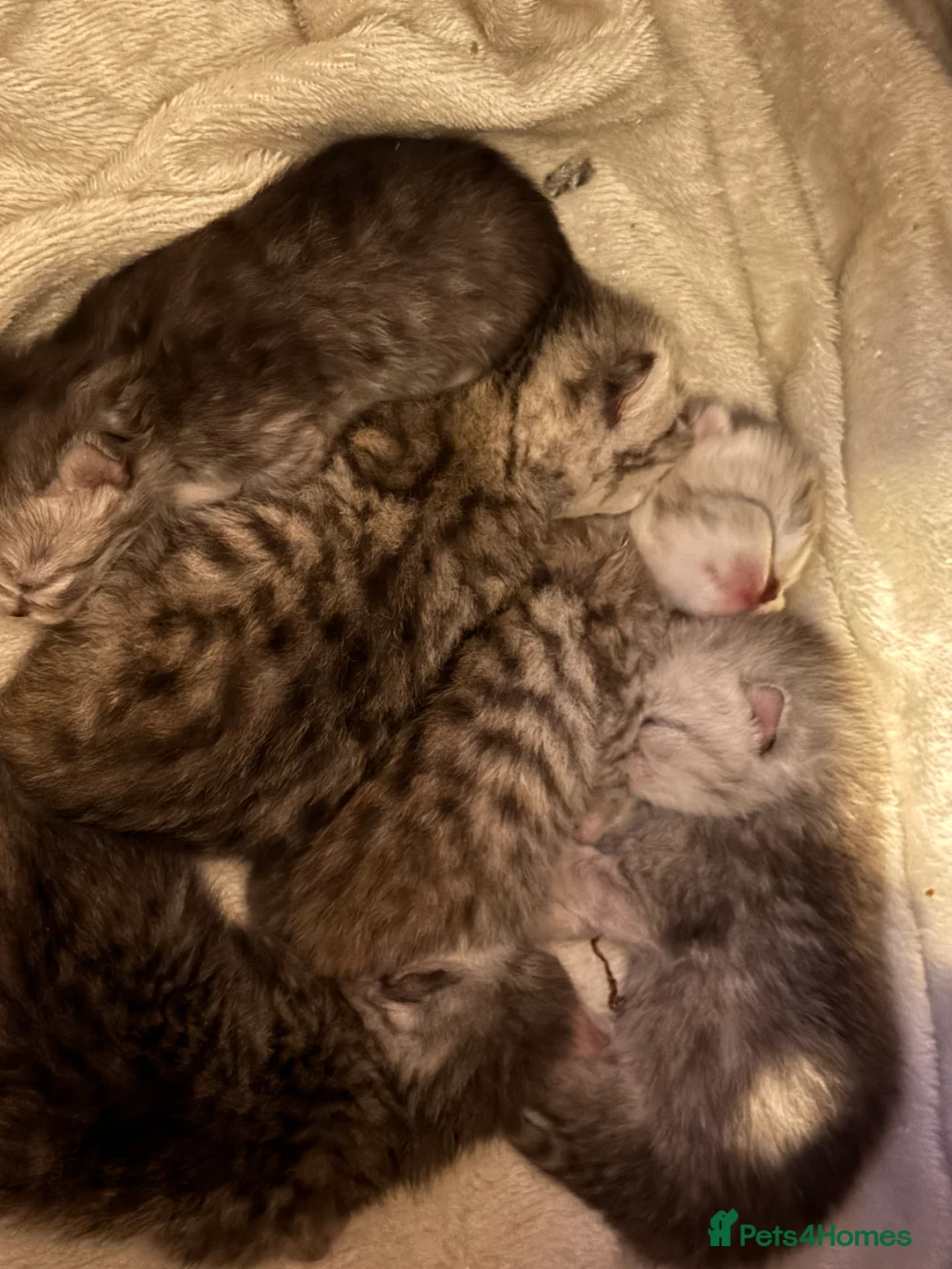 Persian cats for sale: Persian silver tabby - Advert 7