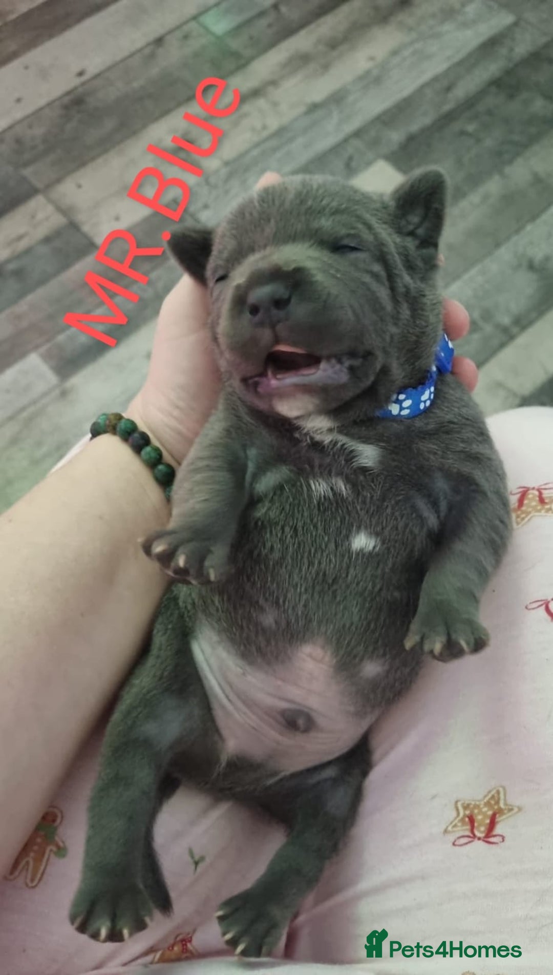 Staffordshire Bull Terrier dogs for sale: Beautifull blue staff puppies for sale  - Advert 10
