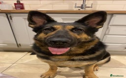 German Shepherd dogs for sale: Outstanding Male & Female German Shepherd Puppies - Image 5