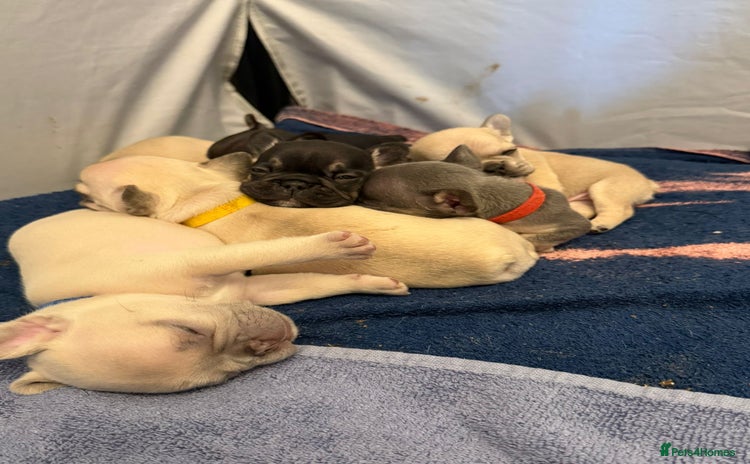 French Bulldog dogs Beautiful Pups – Looking for Their Forever Homes - Advert 7