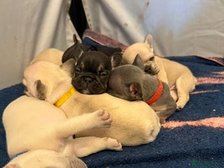 French Bulldog dogs Beautiful Pups – Looking for Their Forever Homes - Advert 20
