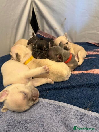 French Bulldog dogs Beautiful Pups – Looking for Their Forever Homes - Advert 7