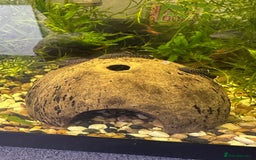 Shrimps fish for sale: Bristle-nose pleco fry and cherry shrimp - Image 1