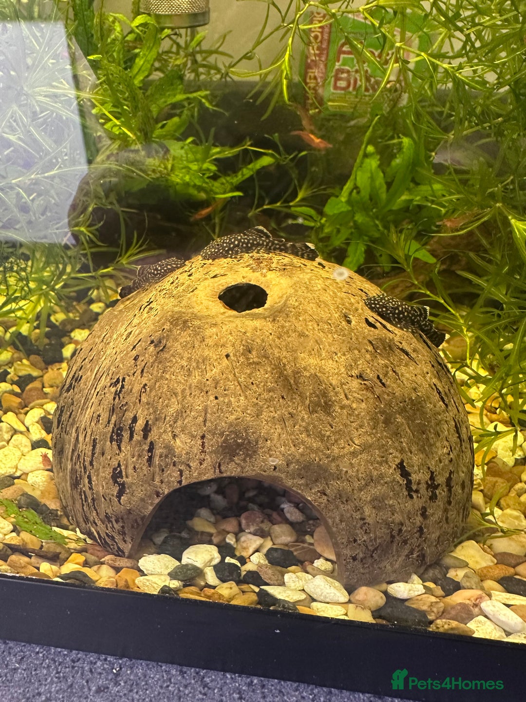 Shrimps fish for sale: Bristle-nose pleco fry and cherry shrimp - Image 1