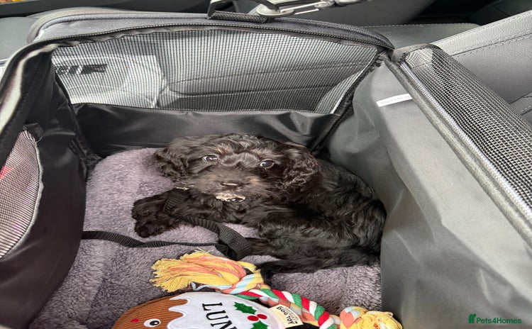 Cockapoo dogs Black cockerpoo puppy - Advert 1