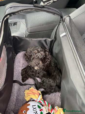 Cockapoo dogs Black cockerpoo puppy - Advert 1