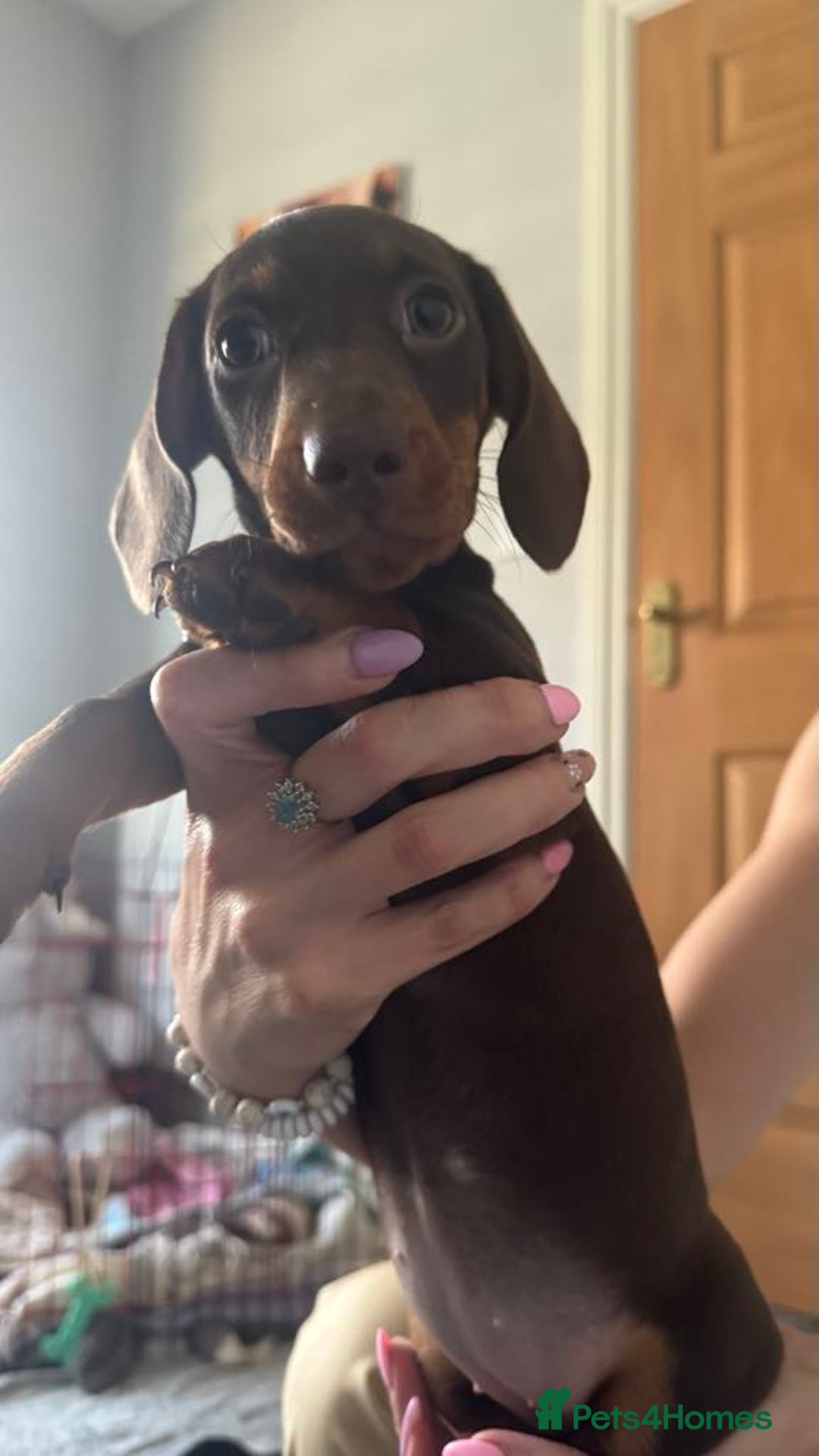 Miniature Dachshund dogs for sale: Beautiful Miniature Dauchund Puppies 💙❤️❤️❤️ in March - Image 2