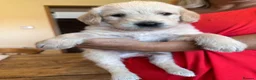 Labradoodle dogs for sale: Beautiful happy labradoodle puppies Ready 15.07.26 - Advert 29