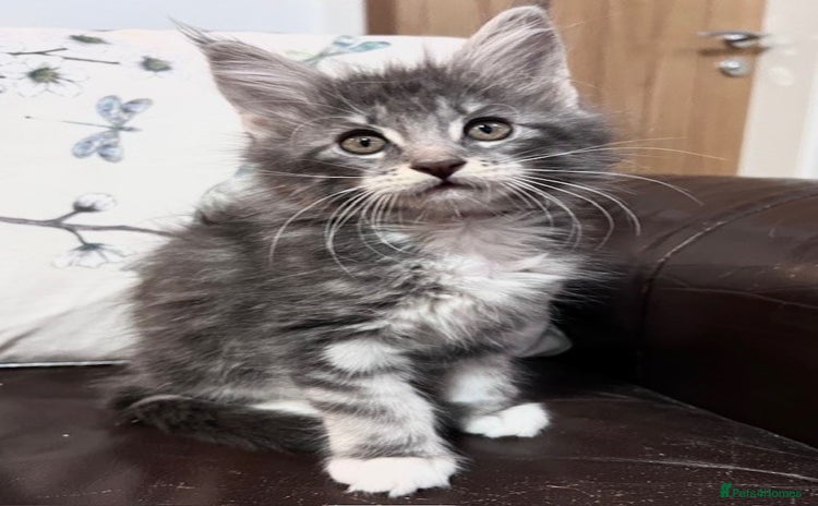 Maine Coon cats - Advert 1