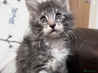 Maine Coon cats Maine Coon Kittens, Pure Bred, Tica Registered - Advert 5