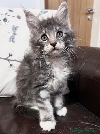 Maine Coon cats - Advert 1