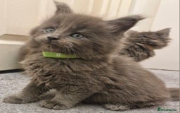 Maine Coon cats for sale: BEAUTIFUL FLUFFY BABIES  - Image 3