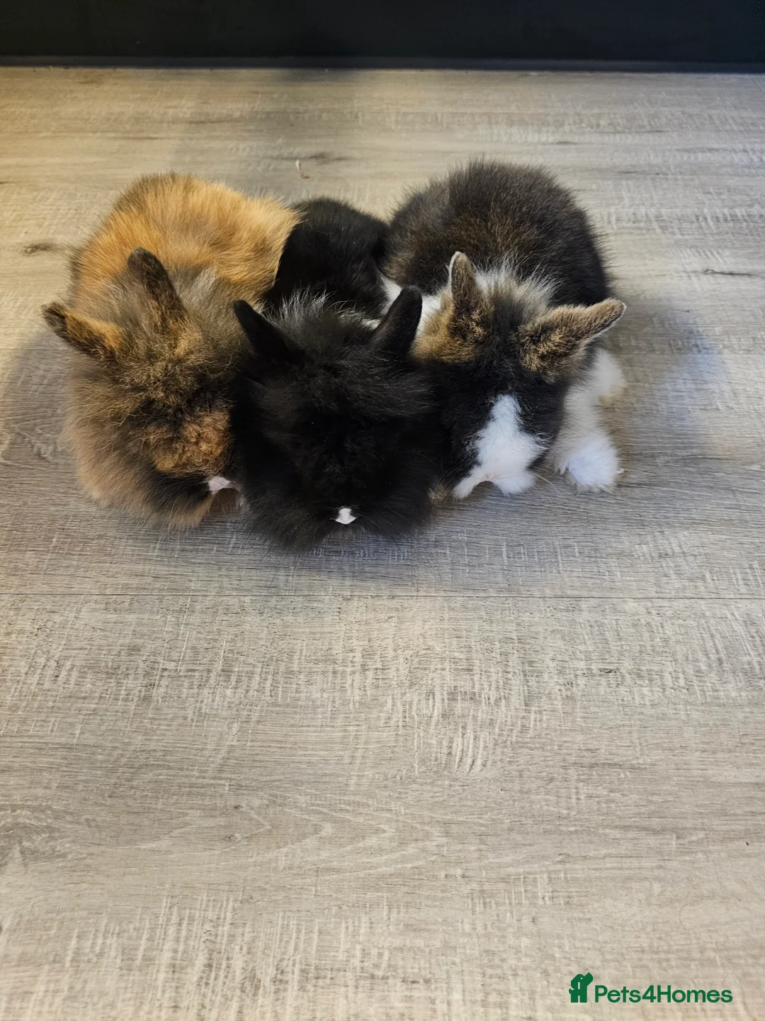 Lionhead rabbits for sale: Mini Lionhead rabbits - Advert 2