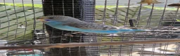 Budgerigars birds for sale: 4 blue chicks and 1 adult male  - Advert 3