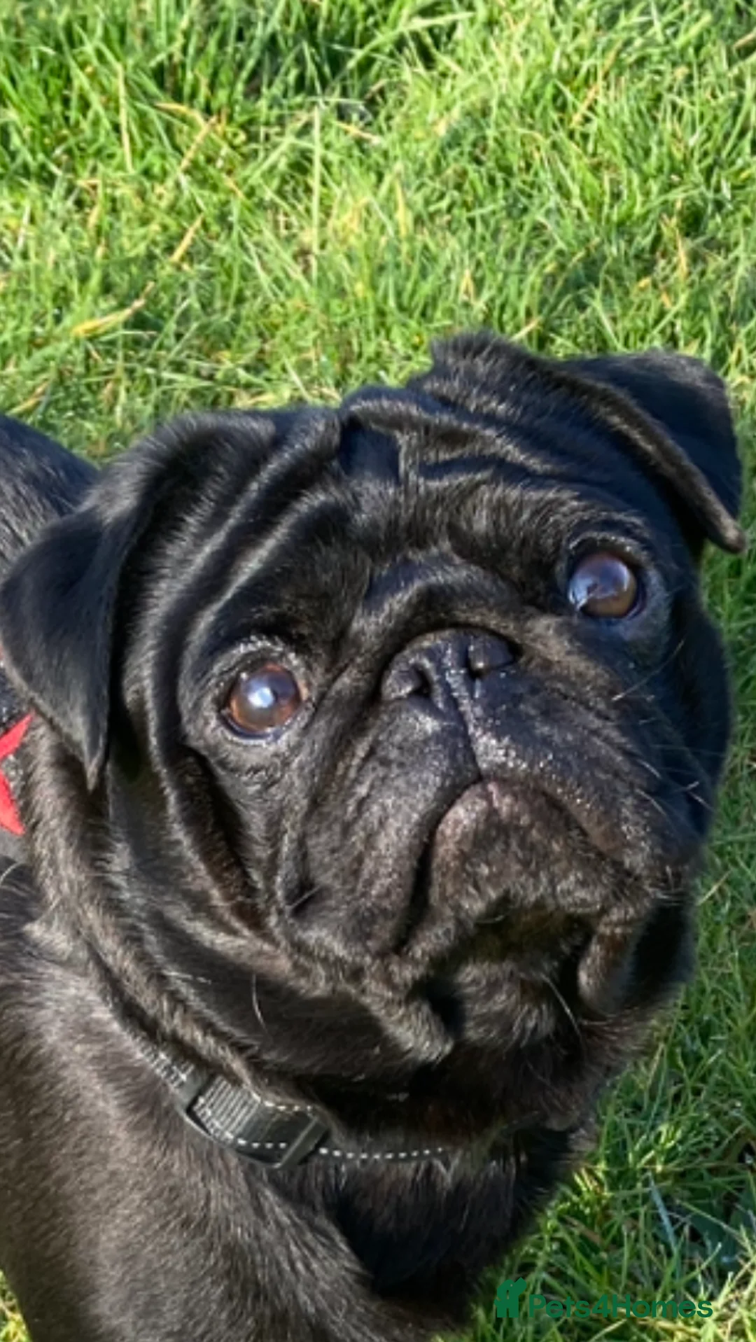 Pug dogs for stud: Health tested black pug stud  in Stevenage - Advert 13