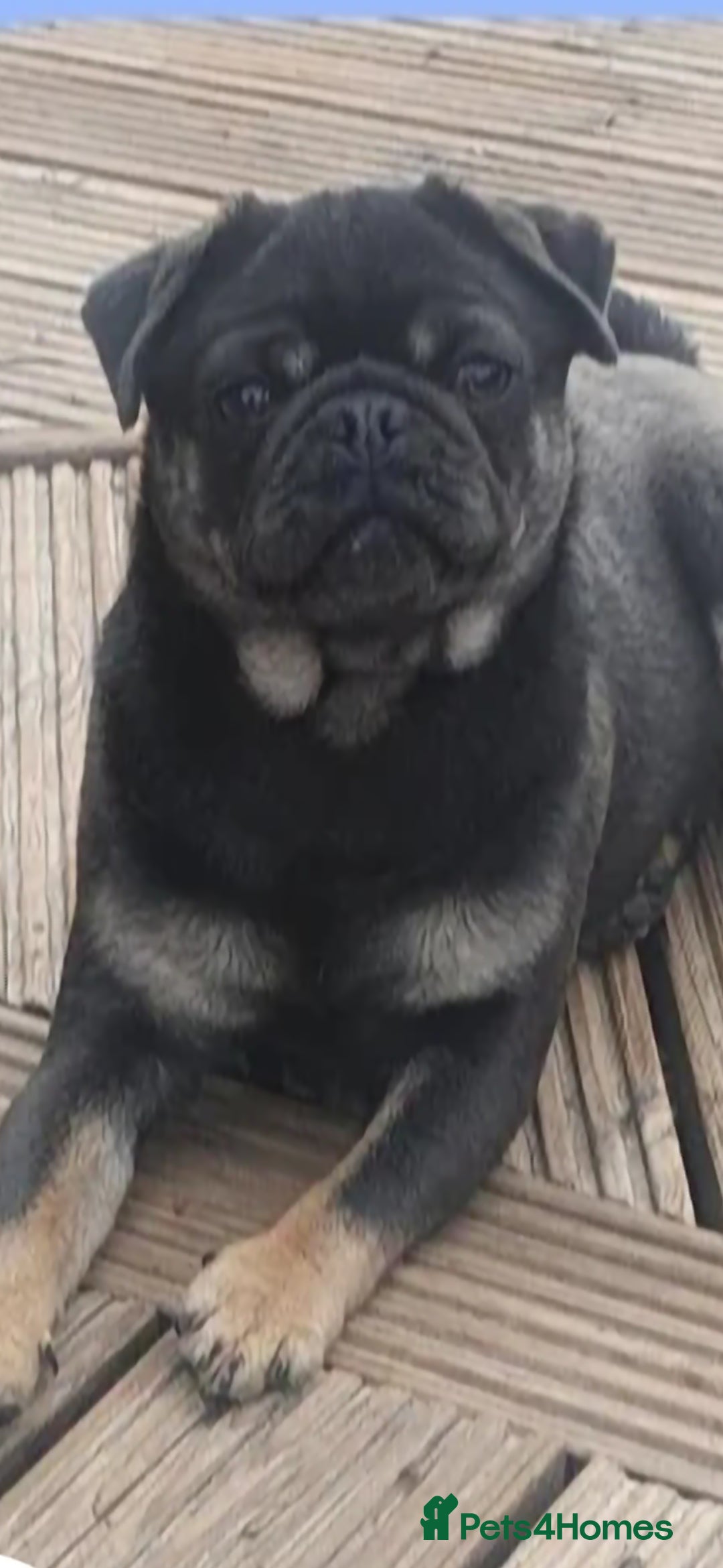 Pug dogs for sale: RARE Pug puppies  - Advert 13