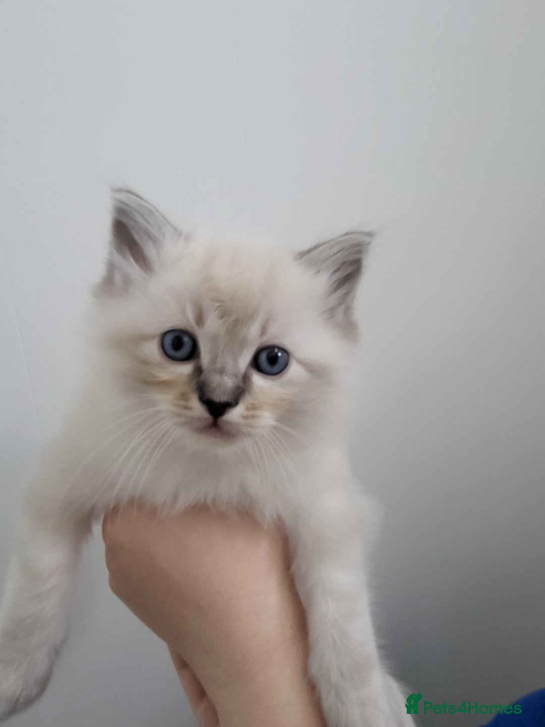 Ragdoll cats for sale: Ragdoll kittens - Image 3