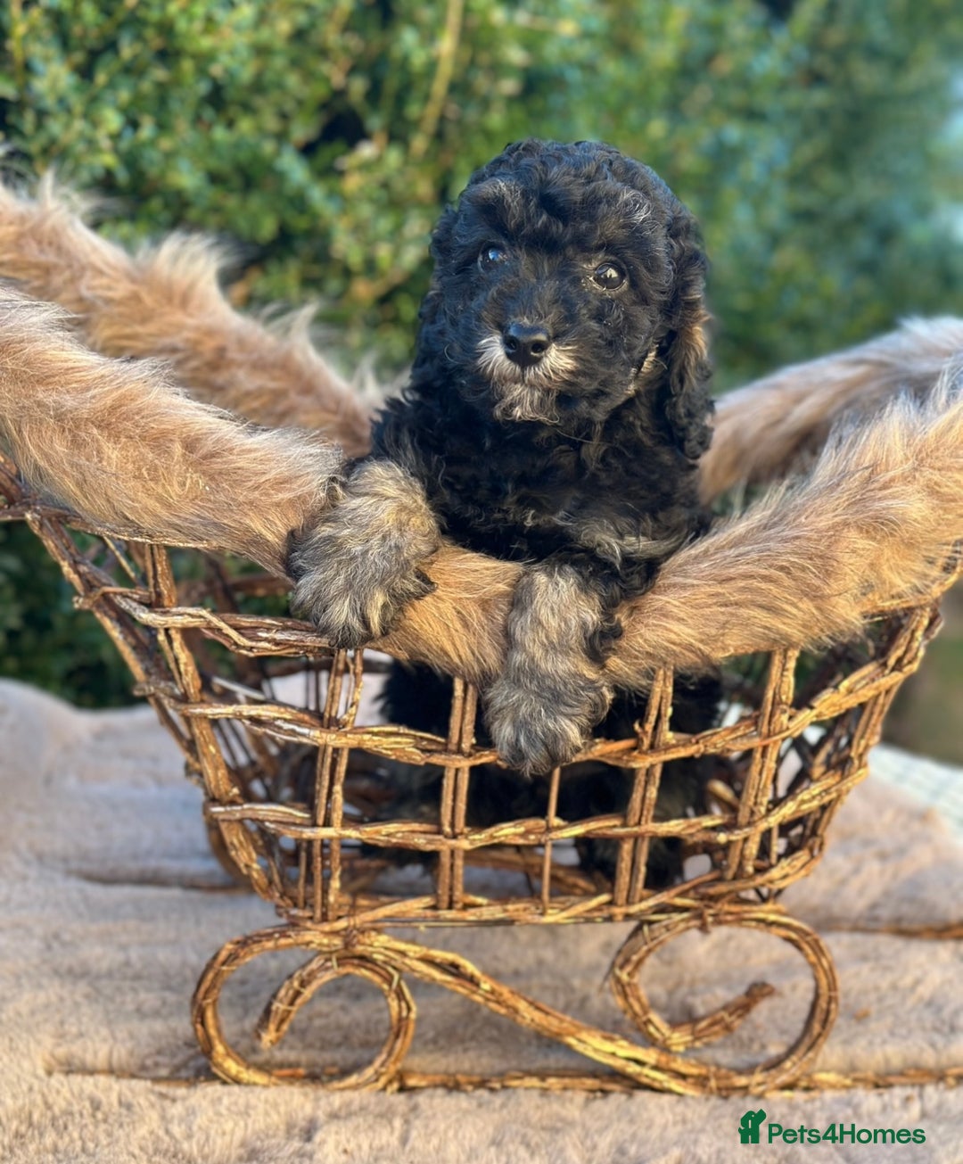 Miniature Poodle dogs for sale: Stunning miniature poodle  - Advert 7