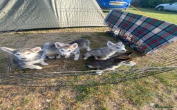 Utonagan dogs for sale: Husky/ malamute pups  - Image 2